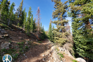 Just about to the day a month ago, first of week of July the snow was still chest deep to a six foot person. From here I post holed to the top of the ridge to the south, shadowing a herd of elk.