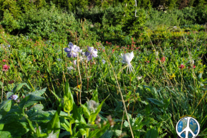 Short distance after tree line some Columbines enter the landscape