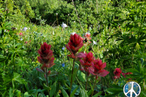 Crimson Paint Brushes along the trail with accompanying Columbines add contrast to the landscape