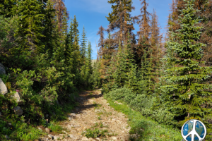 Looking across Tunnel Gulch, Alpine trail is about 2 miles straight down below me, and I do mean straight down.