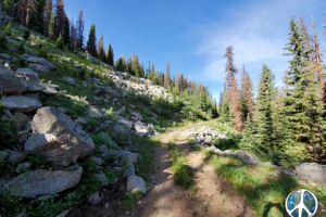 As we enter into the sub-Alpine the Last of thicker forest as we move above tree Line hiking to Williams Pass