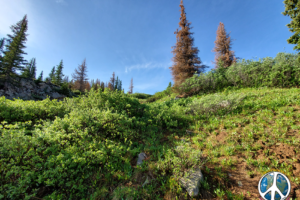 Buck brush and under growth is becoming taller, thick with wildflowers along the edge as we near the summit on Colorado Trail scenic alternate, Williams Pass Trail