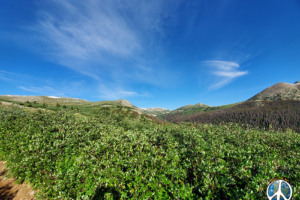 Climbing open up a varied terrain of heavy brush to ridges of grasses and wildflowers