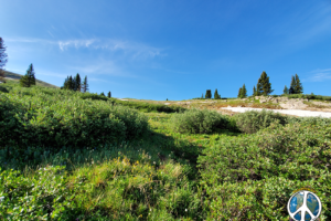 Was here a month ago in July with still six feet of snow. Yet in August it still resides in shaded areas, not surprising the amount here. Since it was over six feet a month ago