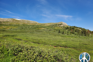 Saddle which the pass goes through is quite large with many grassy connecting ridges. I personally don't call them passes in off the highway, I have always stated, meet you in the next saddle when out hunting or tracking and doing photography.