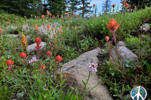 Wildflowers are in full bloom and carpet the forest floor, Paint Brushes here on the mountain side