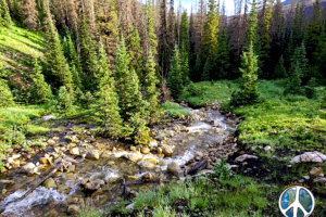 A new stream at Sawmill Curve, it hadn’t been here in the last three years, lots of snow and rain this year.