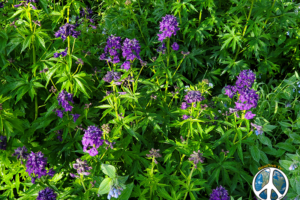 Today became a day of a plethora of wildflowers carpeting the forest floor through the meadows