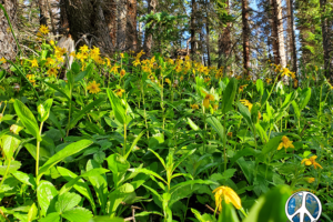 Wildflowers in large patch growing along the lower trail