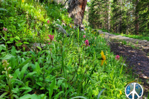 Just couldn’t help ourselves this is one of the better years for wildflowers