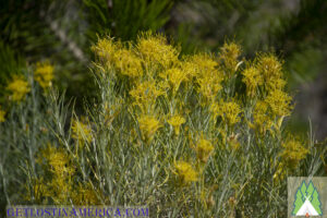 Yellow flowers all that's left in September at Duck Lake in Yellowstone National Park