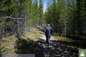 Trail all the way to Duck Lake is Lodge pole pine lined.