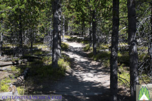 Trail becomes a little narrow through the Lodge Poles