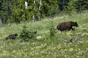 Sow Black Bear and twin cubs cruise past at 50 yards while eating lunch, what a perfect day