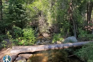 Logs over Wigwam Creek for a make shift foot bridge