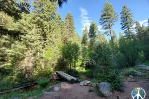 A few over the creek log crossings