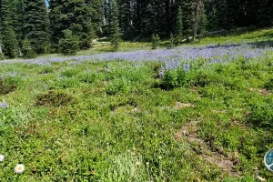 Patch of Lupine at the junction for the Summerland Camping Area