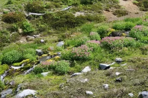 Cool yellowish green moss growing on the rock in the drainage