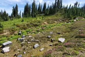 Looking up the drainage toward Panhandle Gap Mount Rainier National Park