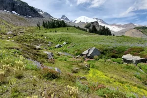 Carpeting of wildflowers on Mount Rainier in Mount Rainier National Park is almost sensory overload in Summerland Meadow