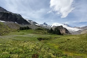 Blanket of yellow Paint Brush wildflower on Mount Rainier in Summerland Meadow. Mount Rainier National is a real take your breath away kind of place