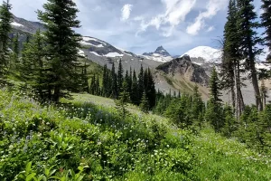 Finally really heading down, more Lupine and other wildflowers gracing Mount Rainiers presence