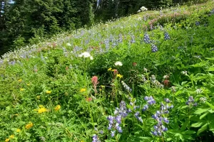 Can not help myself, the vibrant wildflower colors just excite the soul