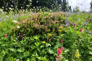 More wildflowers