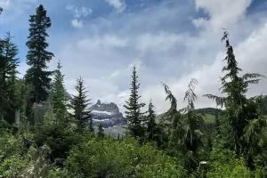 Close up of back up the trail