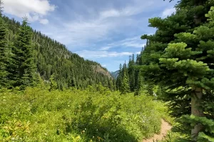 Looking down the trail