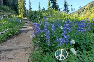 Lupine one of my favorite wildlife flowers I was surprised to learn that there are over 30 species