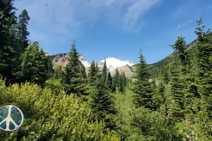 Heading back into the forest and many more switchbacks