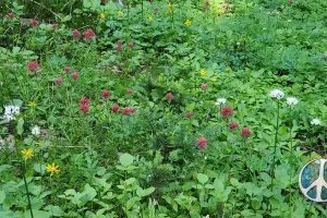 Blanketing of wildflowers, Mount Rainier has such an abundance of wildflowers, absolutely breathtaking