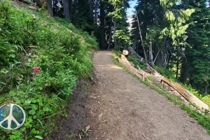 Mountain has lots of old growth fir trees