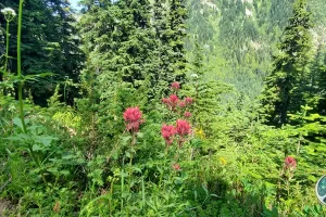 Paint Brushes on the side of Wonderland Trail