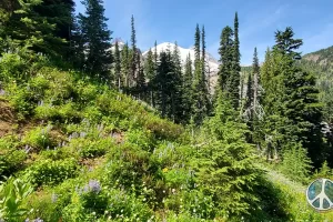 Mount Rainier alpine is coming soon, about a half mile left till the Summerland Meadow and Camping area