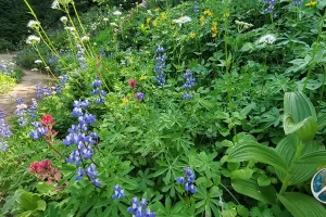 Mesmerized by the wildflowers along Wonderland Trail