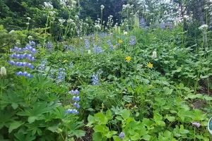 Wildflowers looking up toward the Meadow