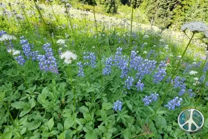 Looking down through the wildflowers to the trail below