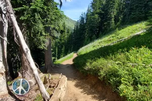 Hiking through the last stand of forest before stepping into Summerland Meadow.