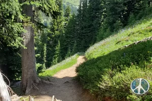 Looking back down the trail before stepping into Summerland Meadow on the Wonderland Trail