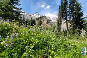 Mount Rainier from the lower meadow as I enter