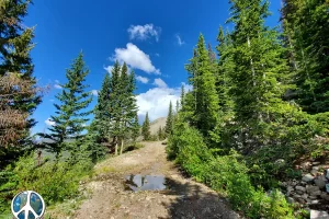 Few Trees are beginning to show up long the trail