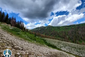 Looking up into Tunnel gulch