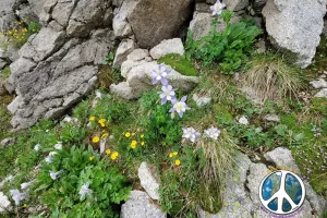 Columbines along Alpine Tunnel Trail.