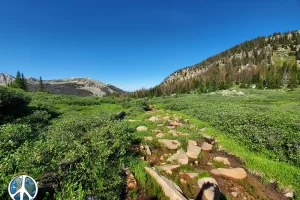 Meadow on William Pass Colorado is lush with life