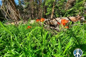 Small Patch of Paint Brushes, wildflower along Williams Pass Trail