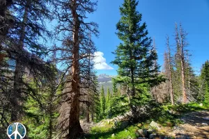 I like taking shots through the trees offering what I am witnessing in this trail moment