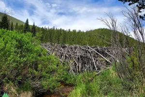 Beaver dam is around eight in height. One of the tallest I have ever encountered