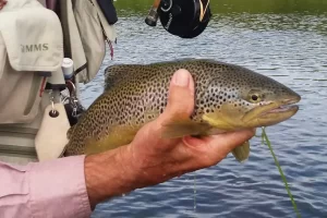 Iceland is a great Fly fishing adventure with beautiful brown trout go with Get Lost in America / Saltwater on the fly